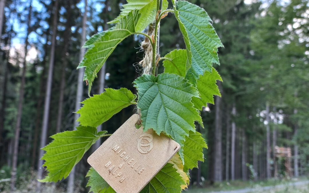 Einladung zu unserem Pflanztag – für alle Paare mit Hochzeitsbaum